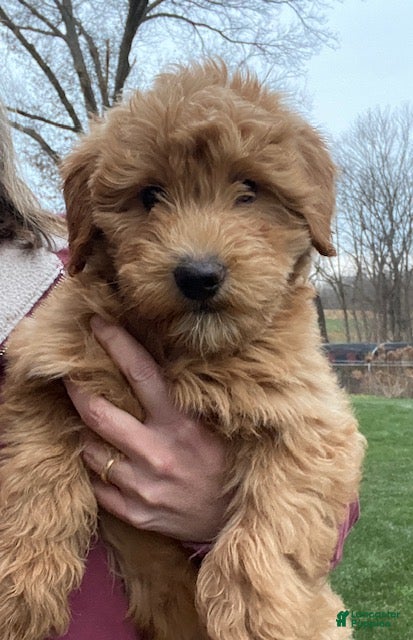 Mini Goldendoodle dogs Kirby - Ad 15