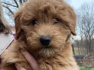 Mini Goldendoodle dogs Kirby - Ad 38