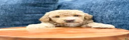 Bichpoo dogs for sale: Romeo - Ad 3