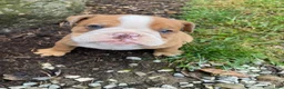 English Bulldog dogs for sale: Harley - Ad 7