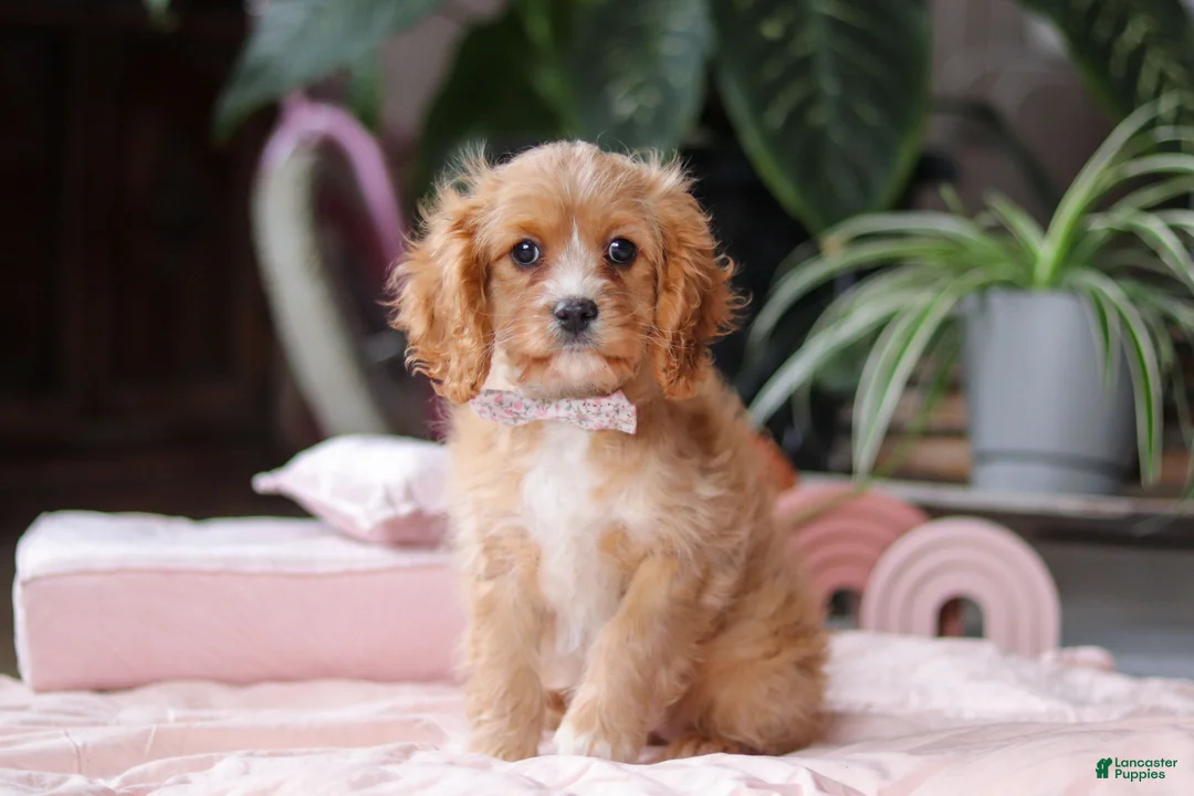 Cavapoo dogs for sale: Rita - Ad 2