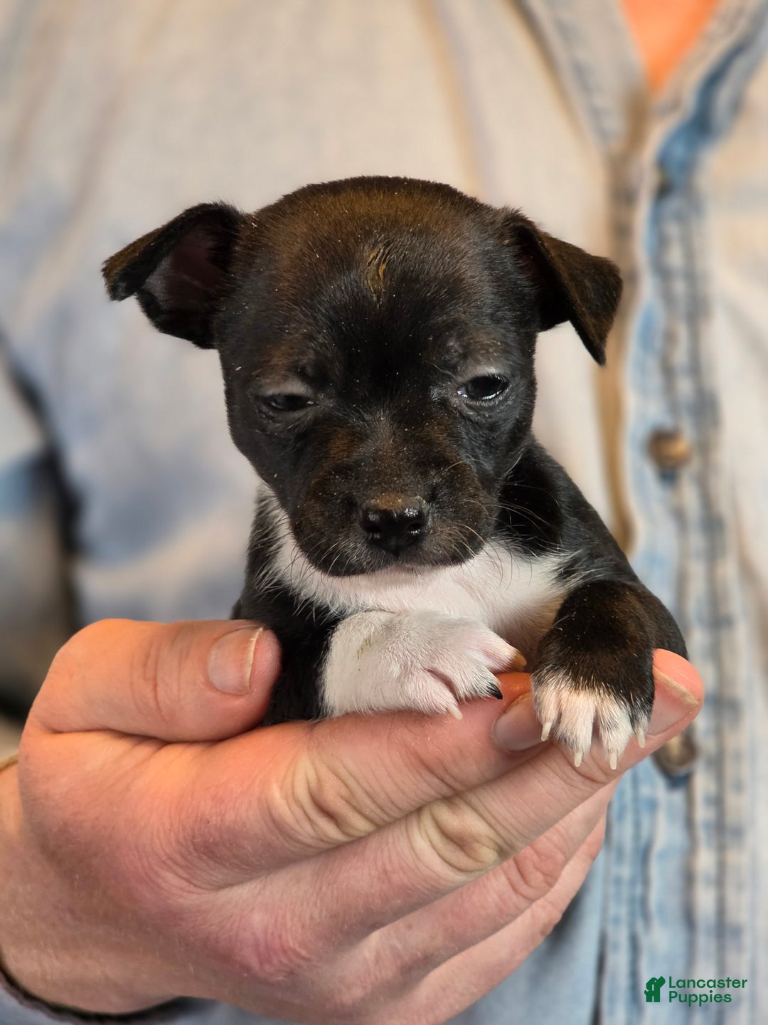 Chihuahua dogs for sale: Black Hawk  - Ad 8