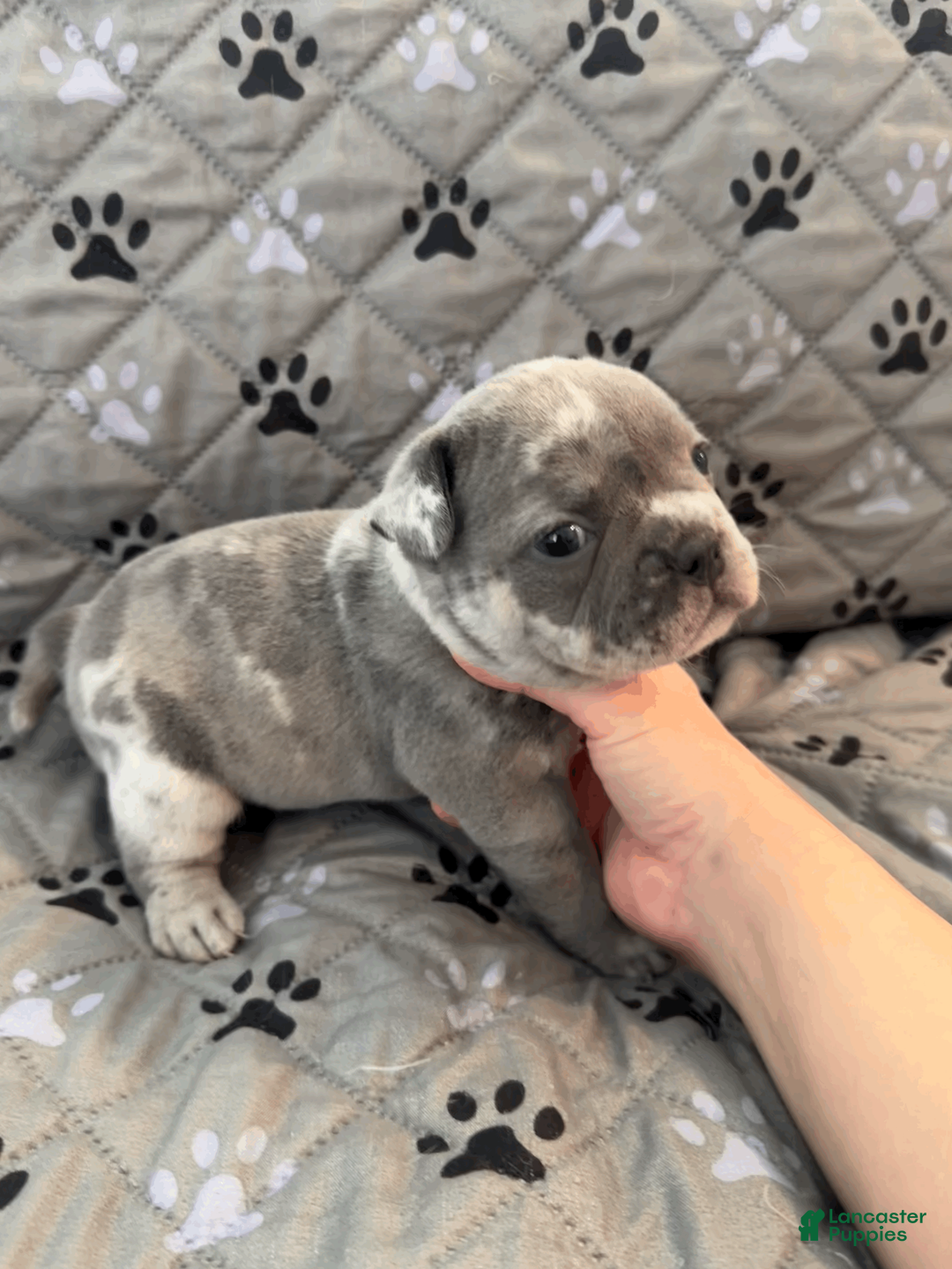Mixed Breed dogs for sale: Blue Platinum Merle, Micro Bully Female - Ad 2