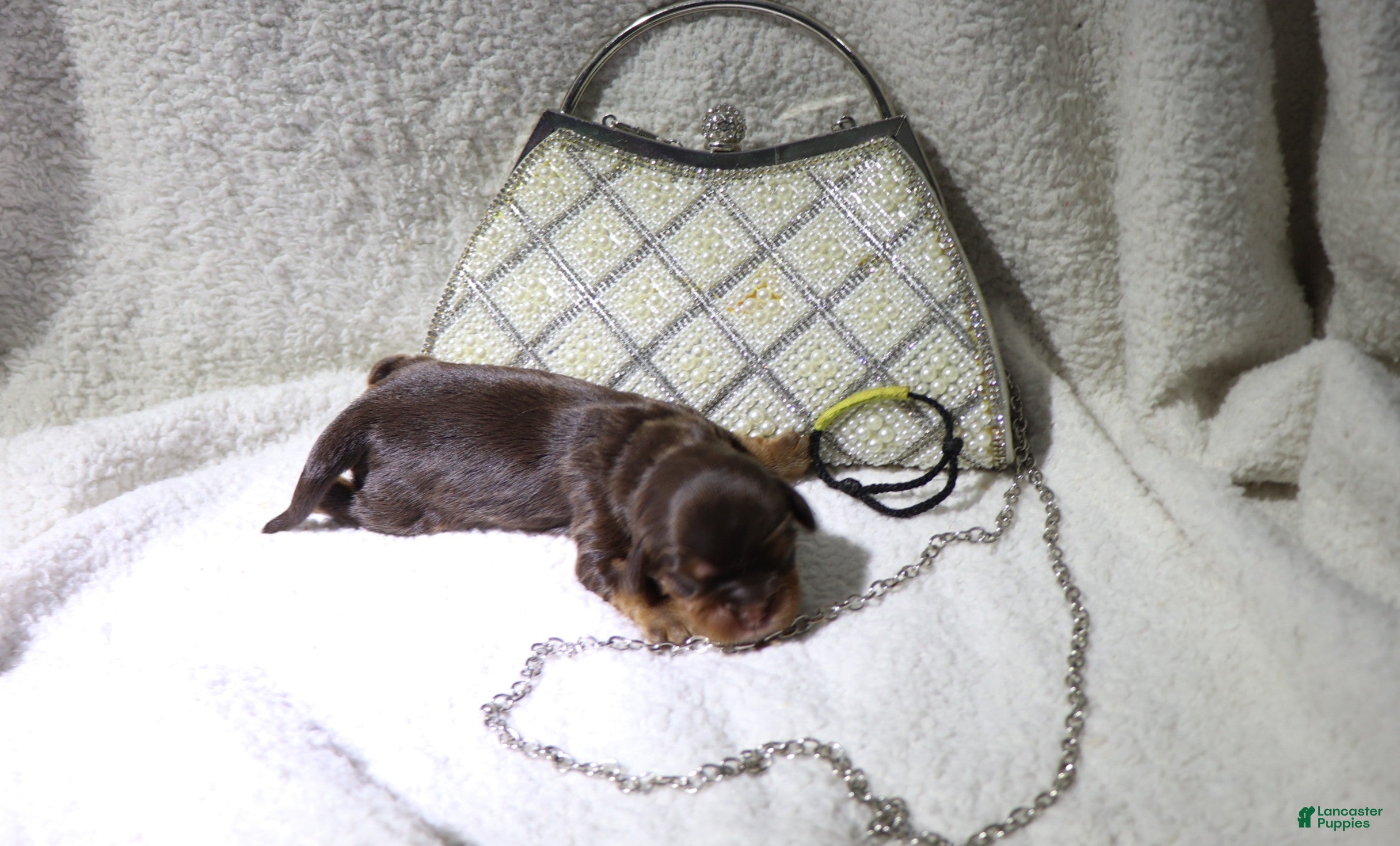 King Charles Spaniel dogs Female Puppy Yellow - Ad 33