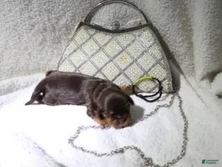 King Charles Spaniel dogs Female Puppy Yellow - Ad 33