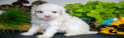 Cavapoo dogs for sale: Thatcher - Ad 3