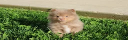 Pomeranian dogs for sale: Princess  - Ad 12