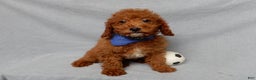Mini Goldendoodle dogs for sale: Milo - Ad 7