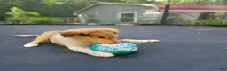Collie dogs for sale: Teddy - Ad 6