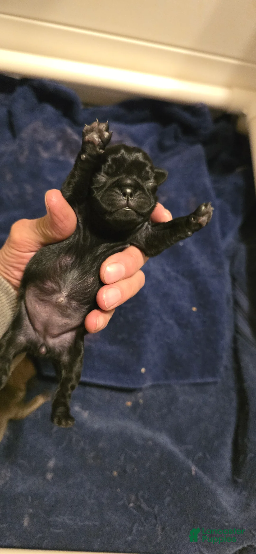 Pug dogs for sale: Chad - Ad 4