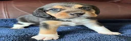 Beagle dogs for sale: Beagle 2 - Ad 41
