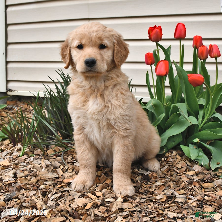 Golden Retriever dogs Megan - Ad 1
