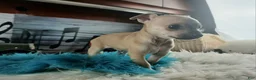 Chihuahua dogs for sale: Haleys fawn boy - Ad 8