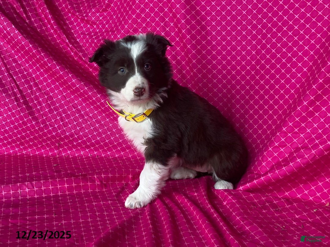 Mixed Breed dogs for sale: Goldie - Ad 7