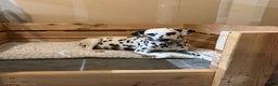 Dalmatian dogs for sale: Lila - Ad 11