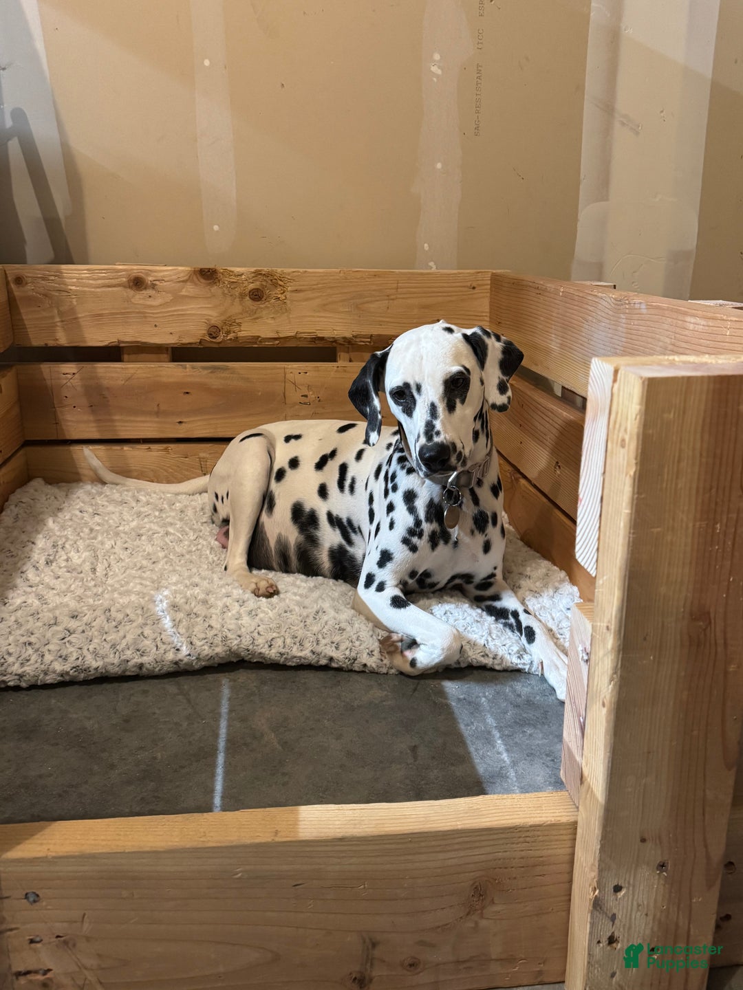 Dalmatian dogs for sale: Lila - Ad 11