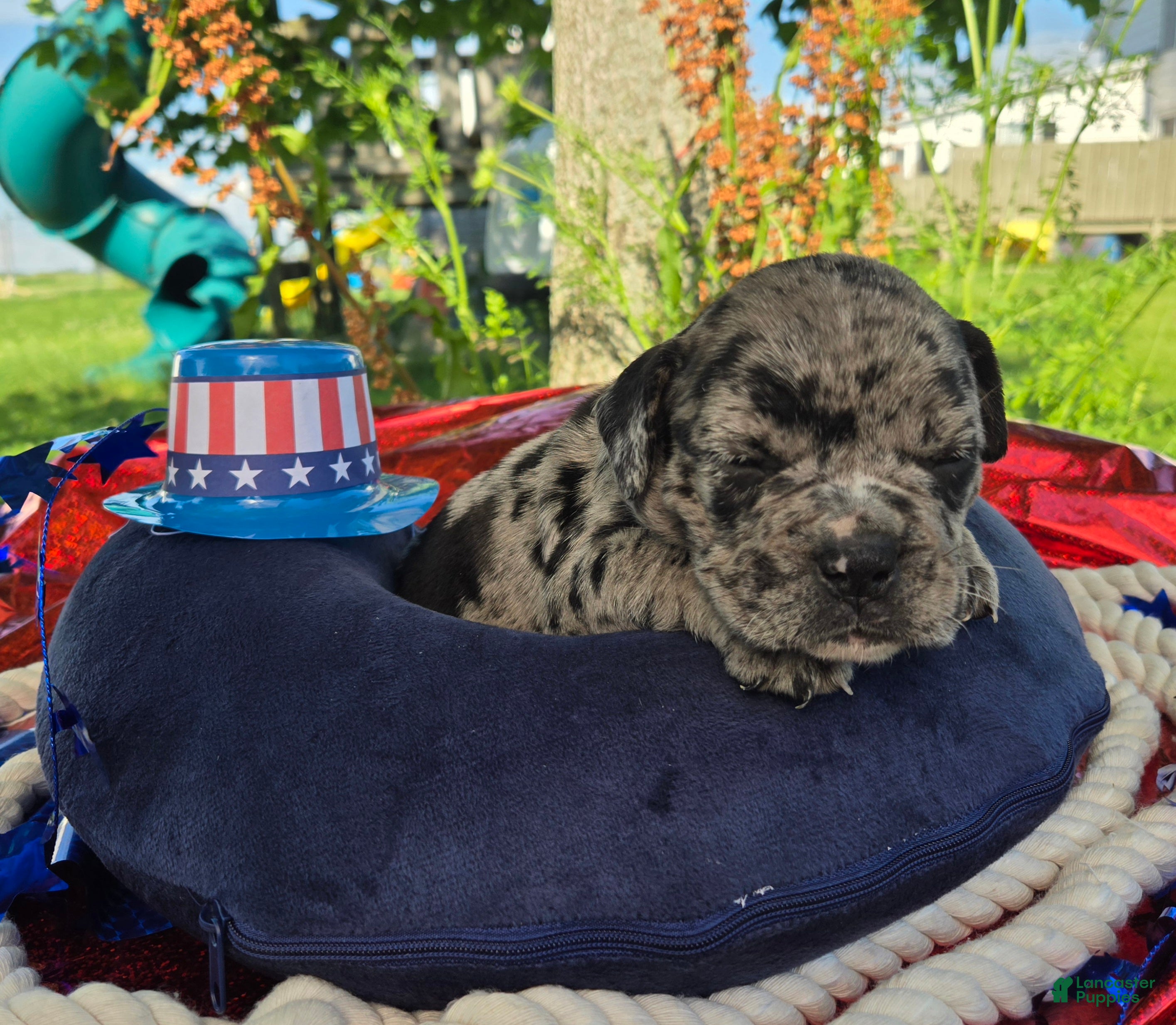 Olde English Bulldogge dogs Ruble - Ad 2