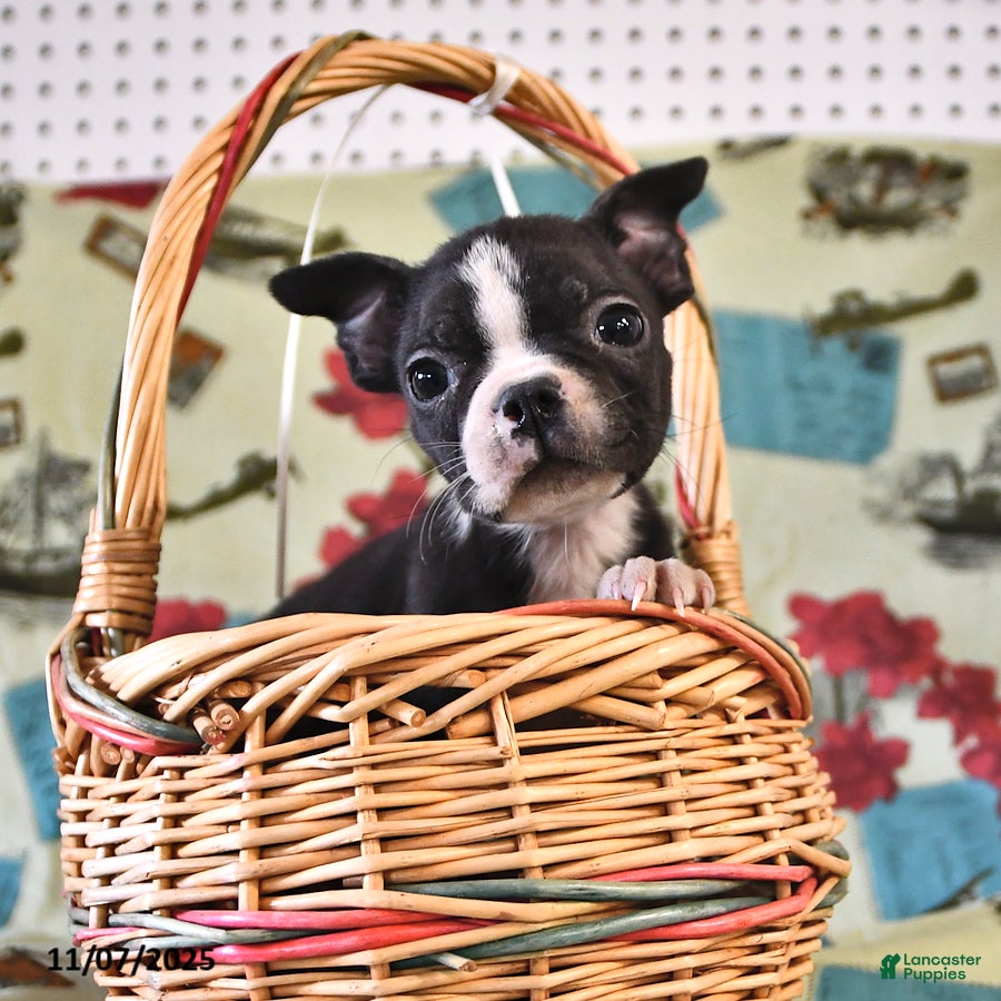 Boston Terrier dogs Ace - Ad 5