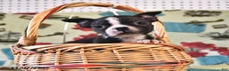 Boston Terrier dogs for sale: Ace - Ad 1