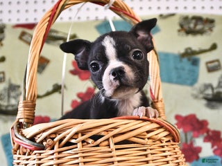 Boston Terrier dogs Ace - Ad 28