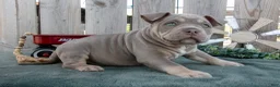 American Bully dogs for sale: Max - Ad 3