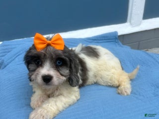 Cavachon dogs Cavachon Puppy 2 - Ad 24