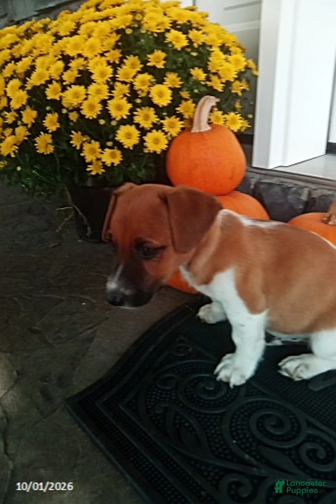 Jack Russell Terrier dogs for sale: Sparky - Ad 3