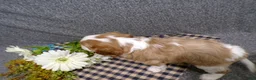 Cavalier King Charles Spaniel dogs for sale: Connor - Ad 3