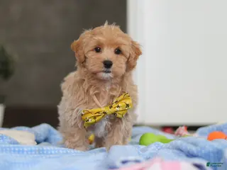 Havapoo dogs for sale: Cooper - Ad 3