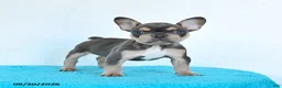 French Bulldog dogs for sale: Dozer - Ad 1