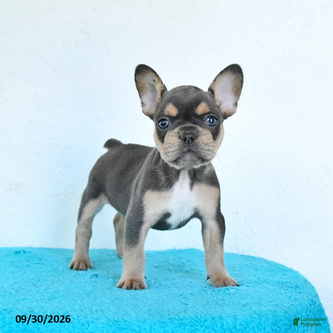 French Bulldog dogs for sale: Dozer - Ad 1