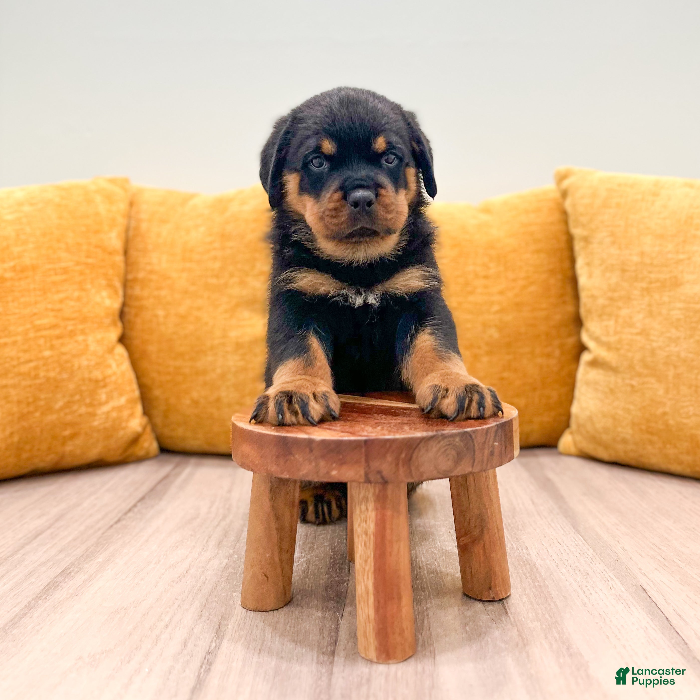 Rottweiler dogs Auggie - Ad 2