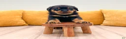 Rottweiler dogs for sale: Auggie - Ad 2