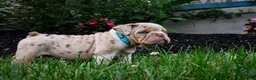 English Bulldog dogs for sale: Dozer - Ad 4