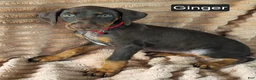 Doberman Pinscher dogs for sale: Ginger  - Ad 3