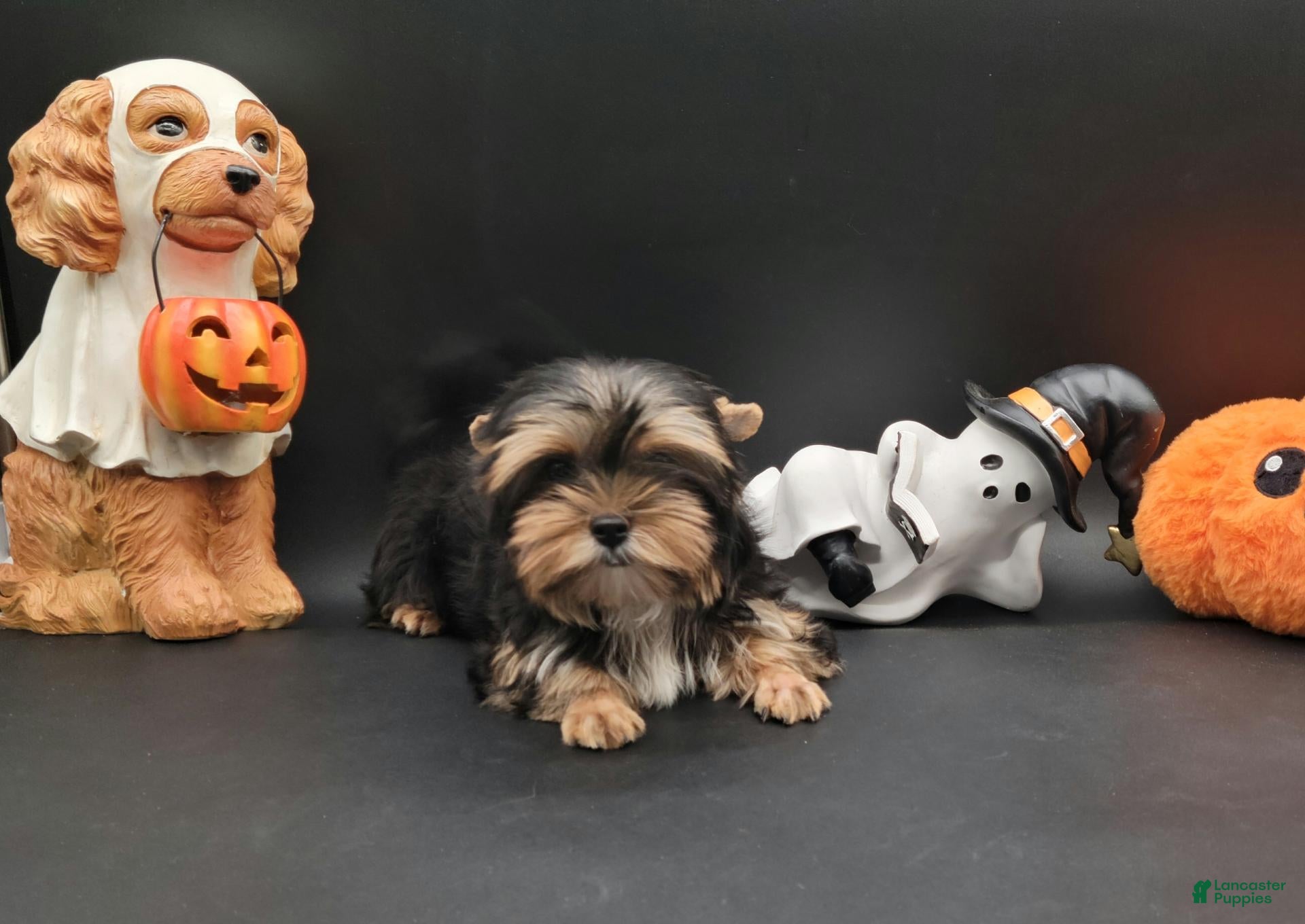 Yorkshire Terrier dogs for sale: Yorkshire Terrier 1 - Ad 1