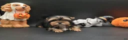 Yorkshire Terrier dogs for sale: Yorkshire Terrier 1 - Ad 1