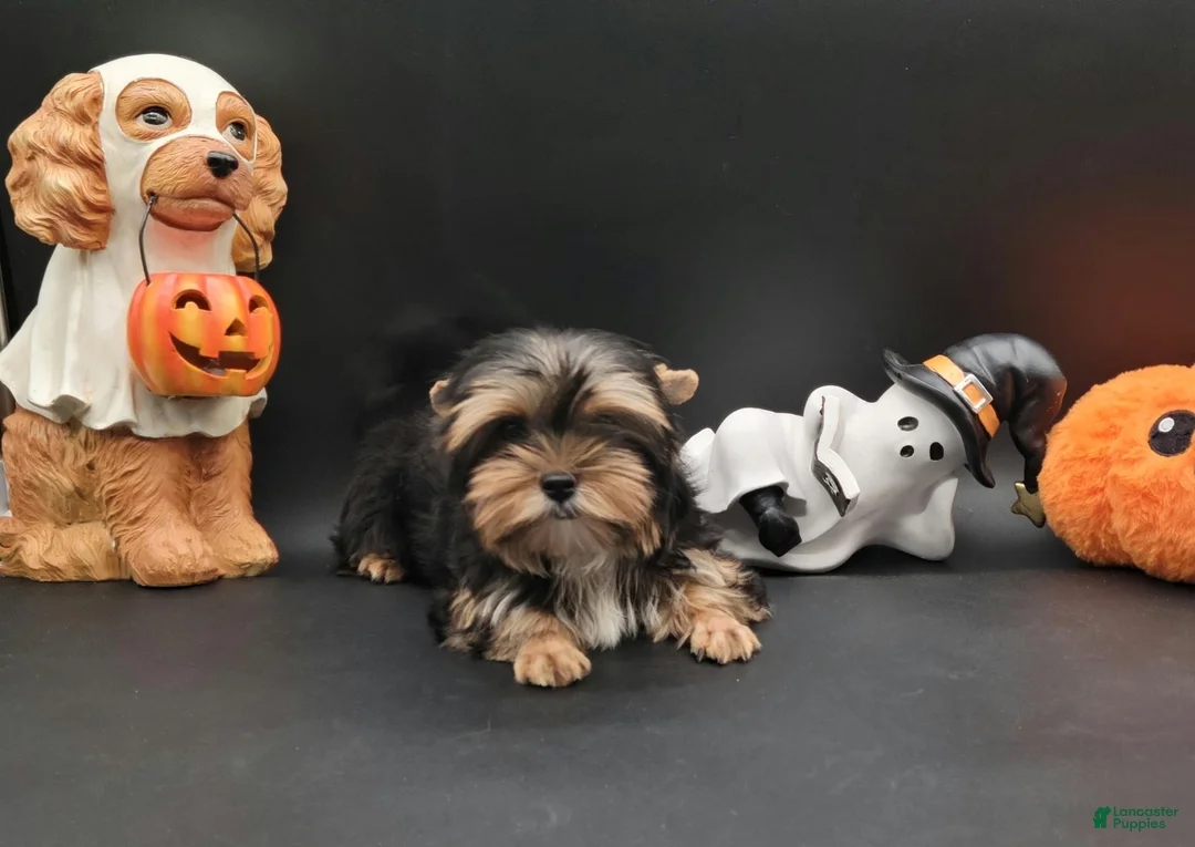 Yorkshire Terrier dogs for sale: Yorkshire Terrier 1 - Ad 1
