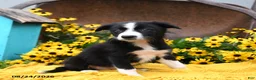 Border Collie dogs for sale: Bella   - Ad 4
