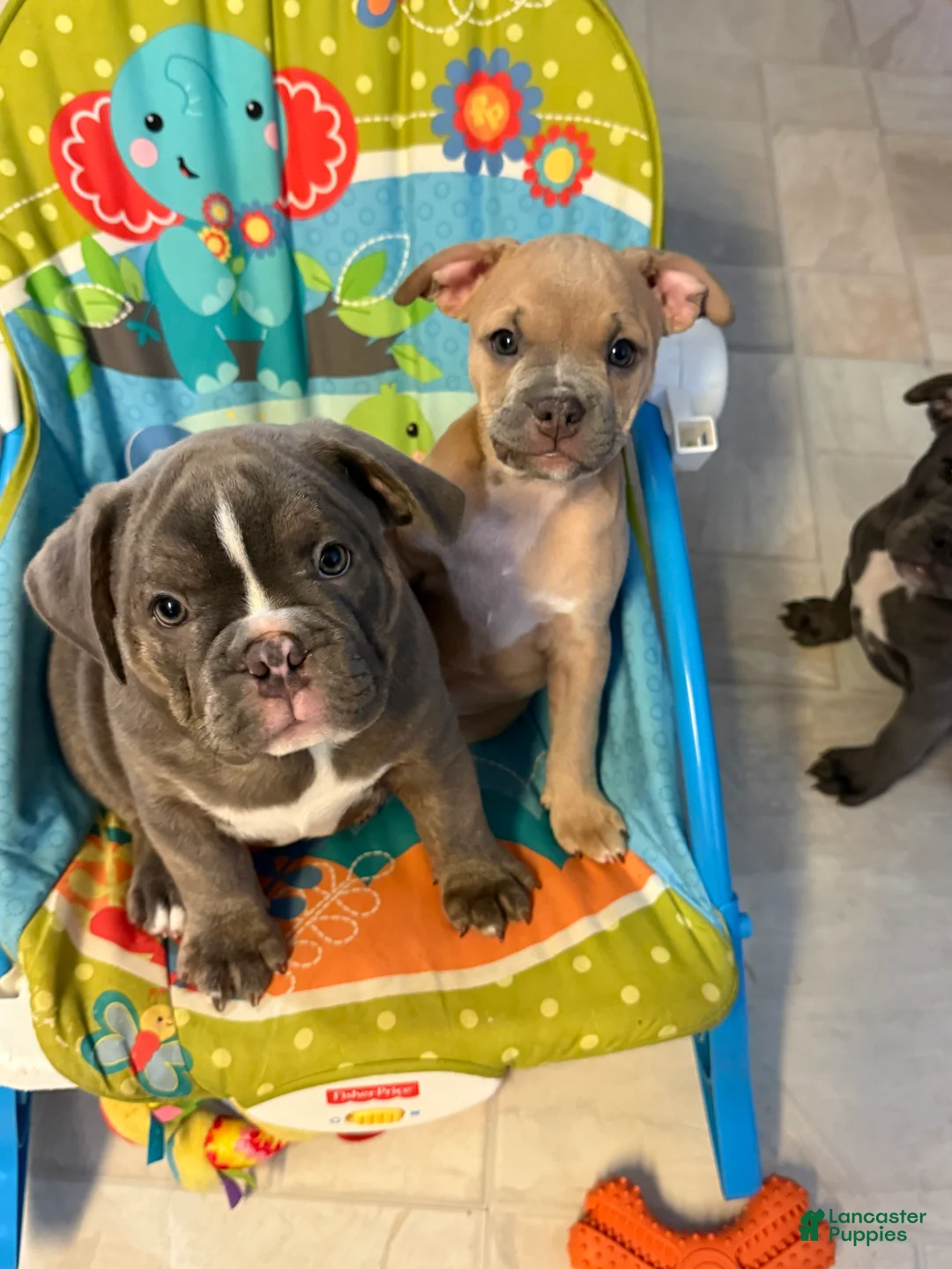 Mixed Breed dogs for sale: Mayor - Ad 6