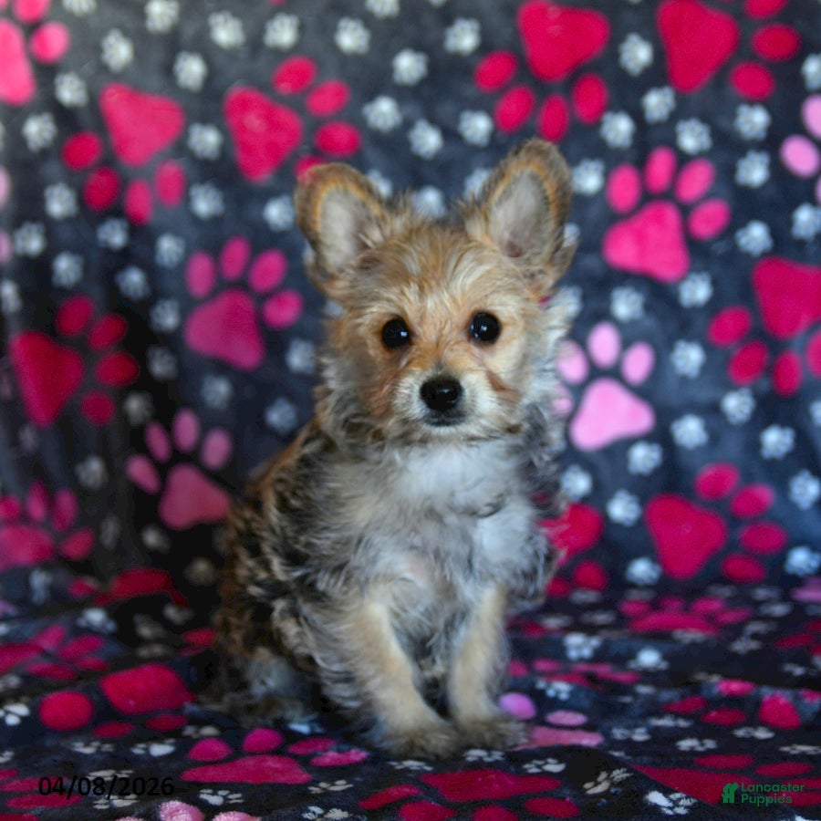 Morkie dogs Beauty - Ad 1