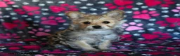 Morkie dogs for sale: Beauty - Ad 8
