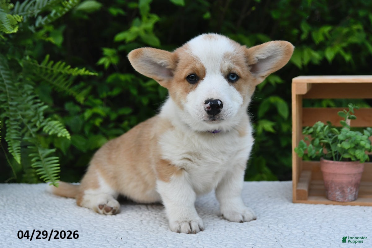 Welsh Corgi Pembroke dogs for sale: Dove - Ad 2