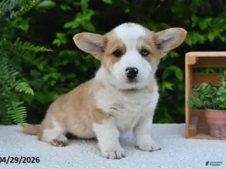 Welsh Corgi Pembroke dogs for sale: Dove - Ad 2