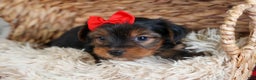 Yorkshire Terrier dogs for sale: CODY - Ad 7