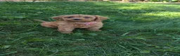 Cavapoo dogs for sale: Pearl  - Ad 7