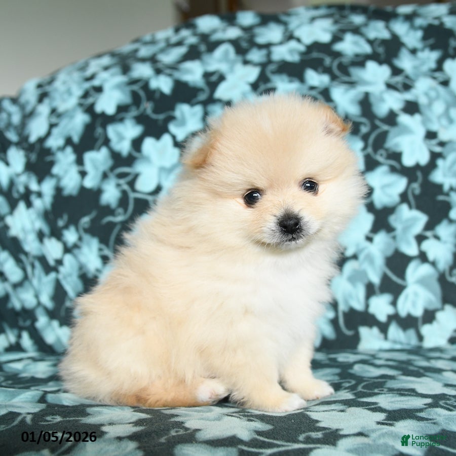 Pomeranian dogs Teddy - Ad 24