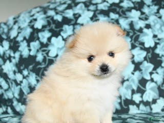 Pomeranian dogs Teddy - Ad 42