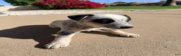 Australian Cattle Dog dogs for sale: Australian cattle dog  - Ad 2