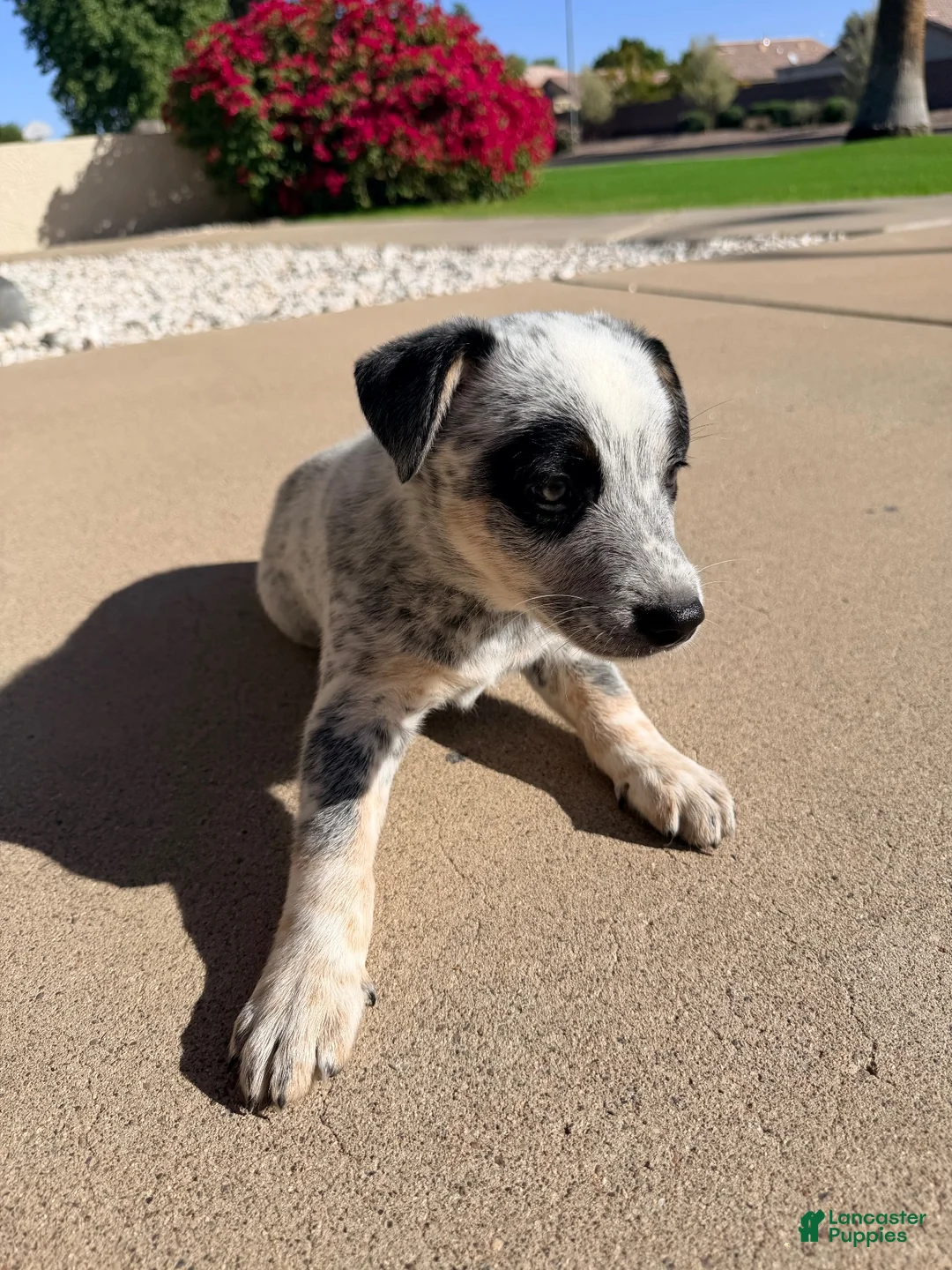Australian Cattle Dog dogs for sale: Australian cattle dog  - Ad 2